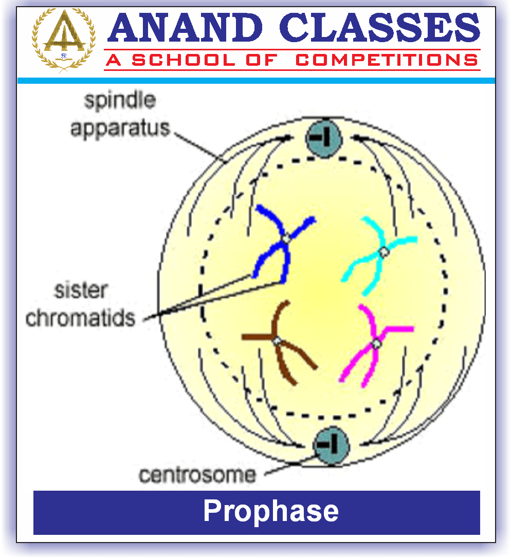 Cell Cycle and Cell Division-Mitosis Meiosis-NEET Study Material-NEET Coaching Center In Jalandhar-Anand Classes-Param Anand