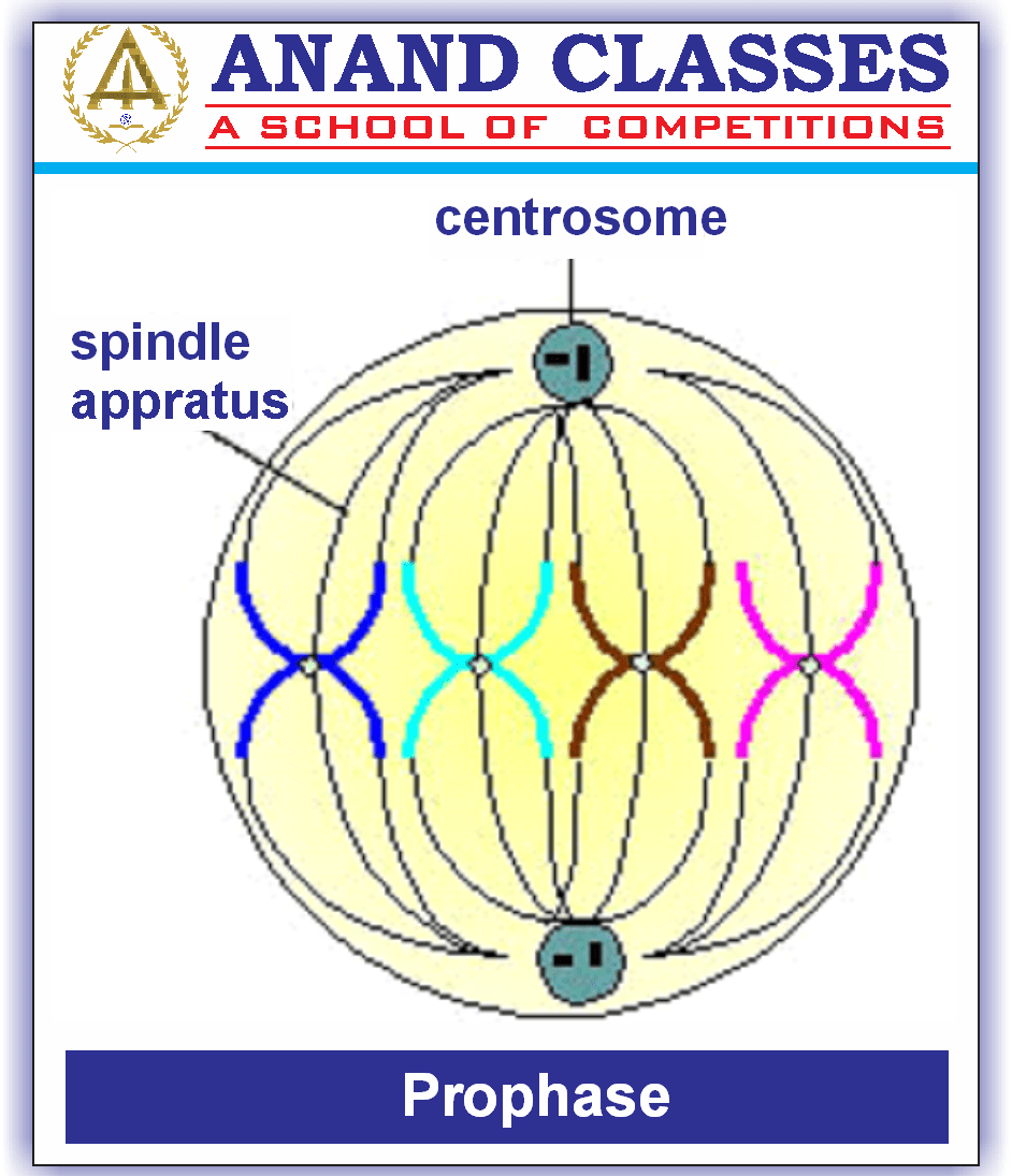 Cell Cycle and Cell Division-Mitosis Meiosis-NEET Study Material-NEET Coaching Center In Jalandhar-Anand Classes-Param Anand