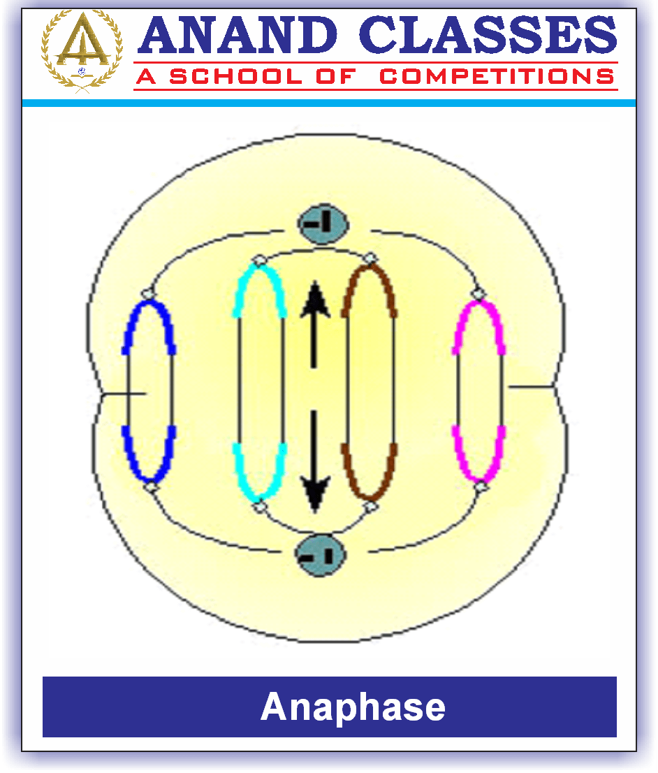 Cell Cycle and Cell Division-Mitosis Meiosis-NEET Study Material-NEET Coaching Center In Jalandhar-Anand Classes-Param Anand