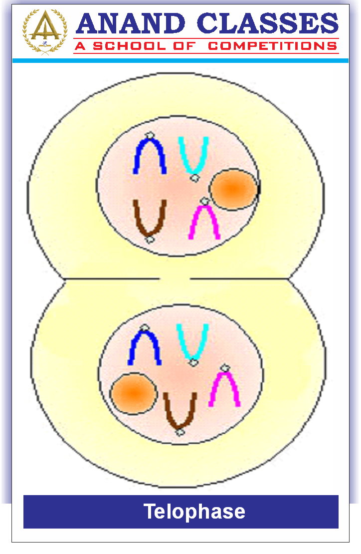 Cell Cycle and Cell Division-Mitosis Meiosis-NEET Study Material-NEET Coaching Center In Jalandhar-Anand Classes-Param Anand