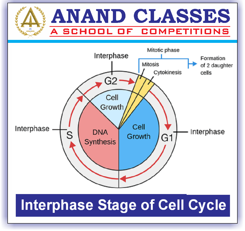 Cell Cycle and Cell Division-Mitosis Meiosis-NEET Study Material-NEET Coaching Center In Jalandhar-Anand Classes-Param Anand