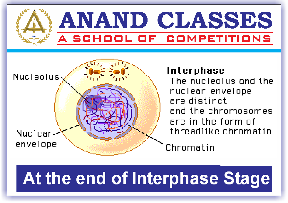 Cell Cycle and Cell Division-Mitosis Meiosis-NEET Study Material-NEET Coaching Center In Jalandhar-Anand Classes-Param Anand